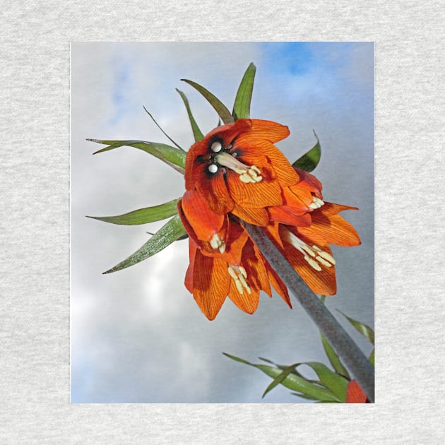 Orange Fritillaria from underneath by avrilharris